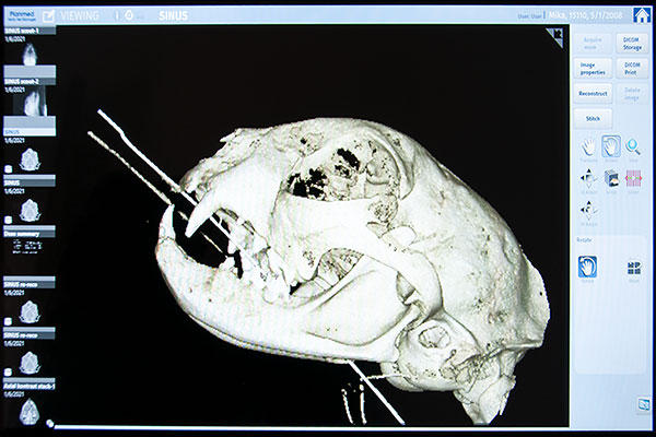 Scan des Schädels